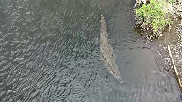 HA鳄鱼在浅水视频素材