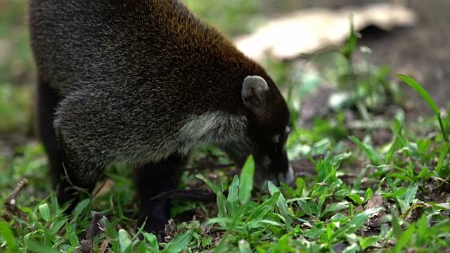 Coati在草地上视频素材