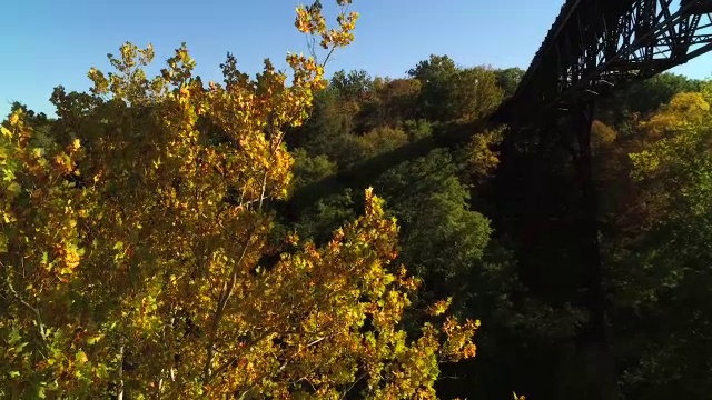 鸟瞰图美丽的秋天树叶视频素材