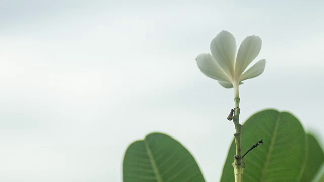 在白色背景上长大，超高清格式视频素材