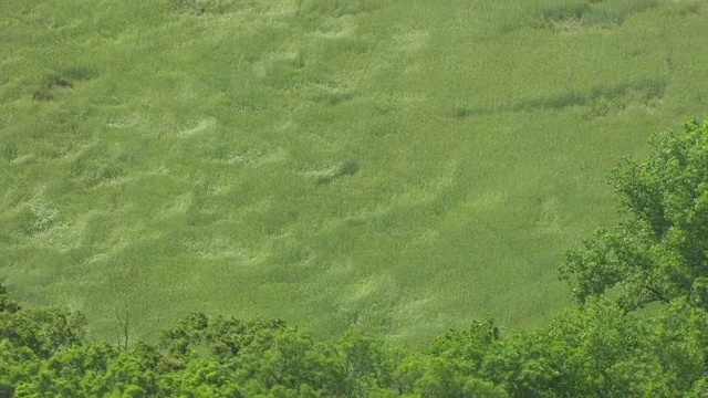 美国爱荷华州阿玛纳殖民地作物摇摆的WS空中视角视频素材