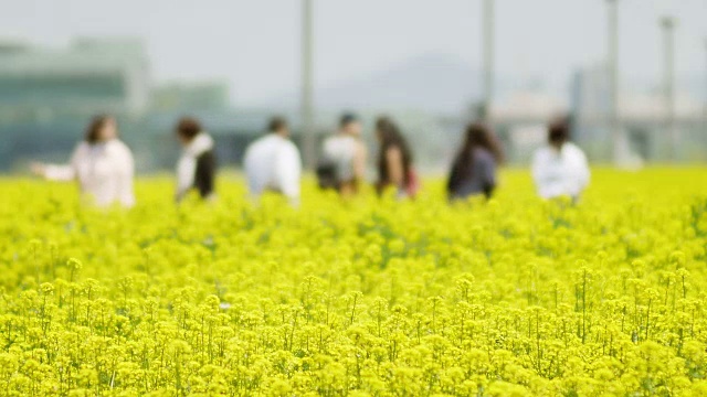 seoraeeom岛的油菜花田视频素材