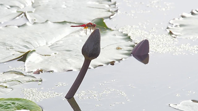 广谷寺莲花上的蜻蜓视频素材