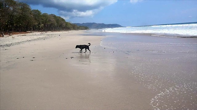 海滩上的流浪狗视频素材