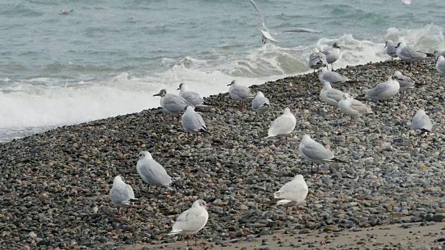 海鸥的看法视频素材