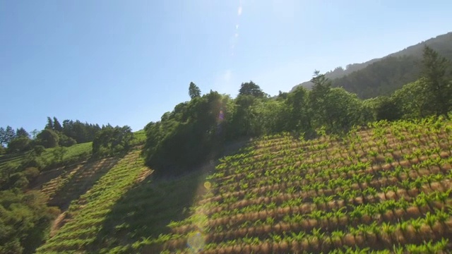 WS AERIAL POV美丽的葡萄园景观，背景是树木区域/美国加州视频素材