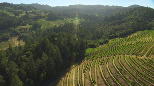 美国加州纳帕县圣赫勒拿岛的WS AERIAL POV梯田葡萄园视频素材