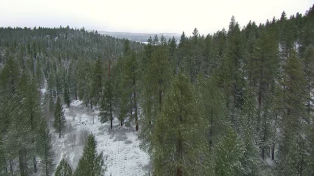 美国内华达山脉/加州北部的冰冻湖和山顶，覆盖着积雪的松林视频素材