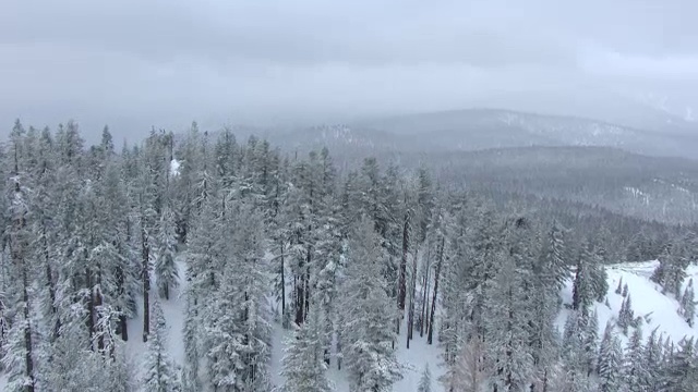 WS AERIAL POV山顶上的积雪覆盖的松树林在北内华达，天空与乌云的背景/加利福尼亚，美国视频素材