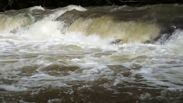 河在森林视频下载