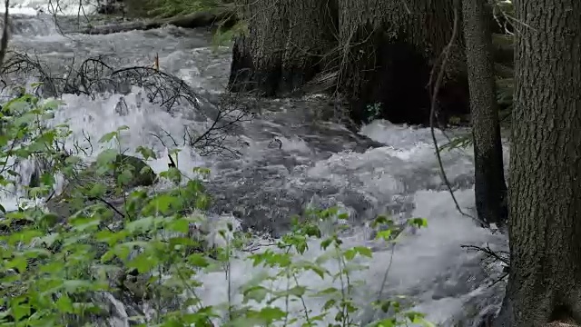 在树干根部流淌的河流。视频素材