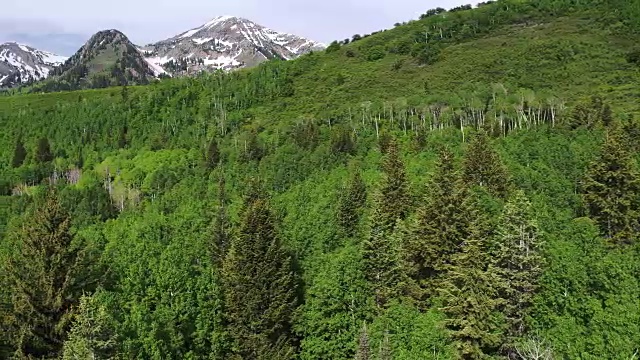 森林和山顶的空中平移视图。视频素材