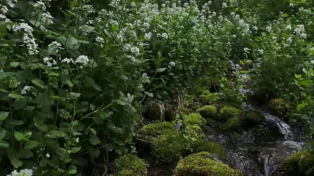 顺着小溪向上流过绿色植物。视频素材