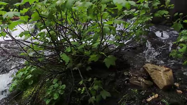 从绿叶植物中流淌的小溪视频素材