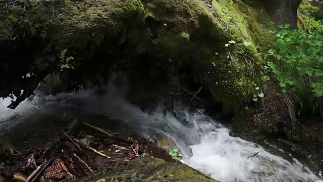 摇过长满青苔的河岸，露出小溪流淌的痕迹视频素材