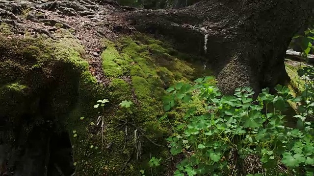 通过绿色苔藓的河岸在小溪上平移视图视频素材