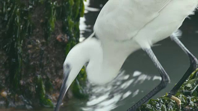 小白鹭捉鱼吃鱼(4k)视频素材