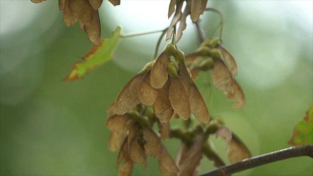 枫树视频素材