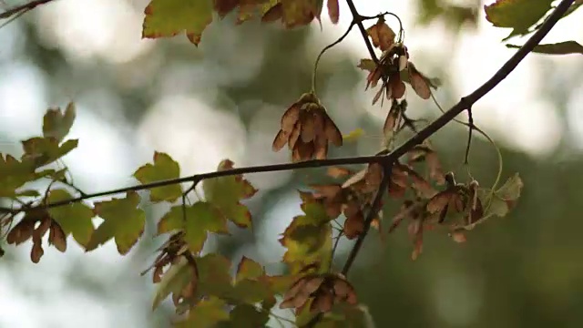 枫树视频素材