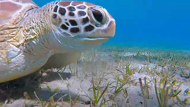 在红海海草床上吃草的绿海龟视频素材