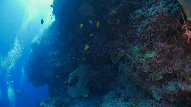 深海潜水与多彩的海扇珊瑚视频素材