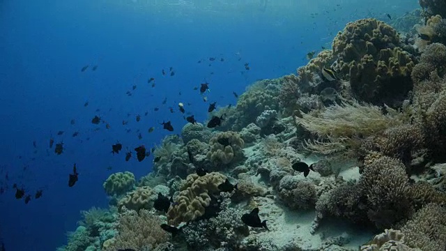 鱼群，美丽的珊瑚礁，深海视频素材