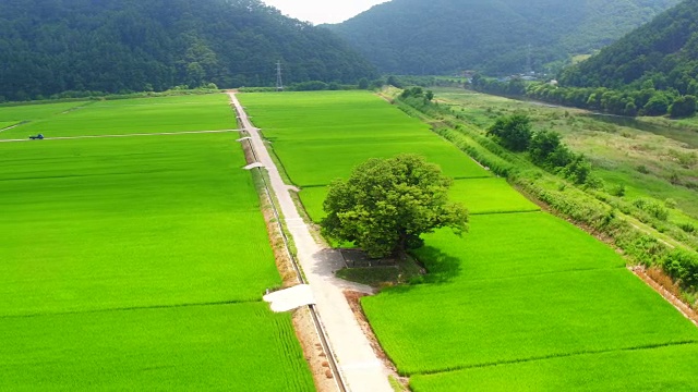 大川乡郊地区一棵孤树的鸟瞰图视频素材