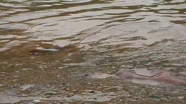 岩石海滩上的波浪视频素材