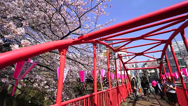 在东京中目黑的红色中野桥上，人们正在观看成排的樱花树。桥栏上挂着许多纸灯笼，被风吹动。视频素材