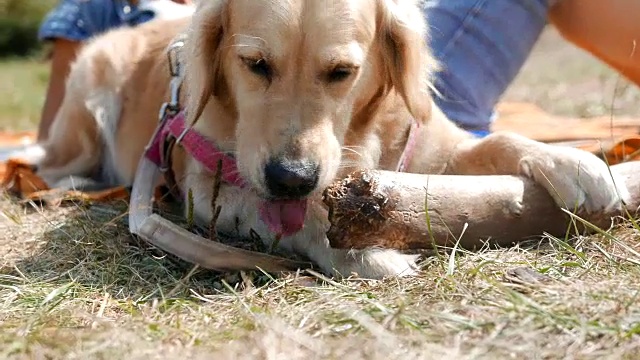 可爱的金毛猎犬咬着一根大木棍或树枝视频素材