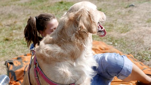 年轻女子在户外梳理她的金毛猎犬视频素材