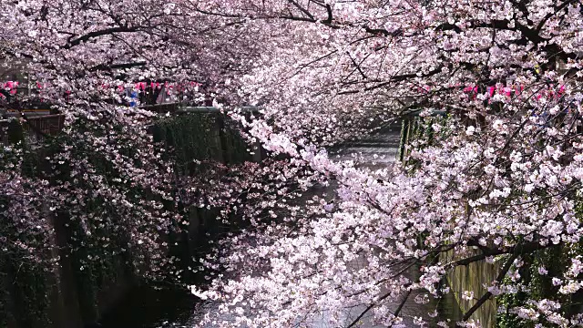 相机在目黑河两岸拍摄到了一排排樱花树，阳光照亮了这条河和樱花。视频素材