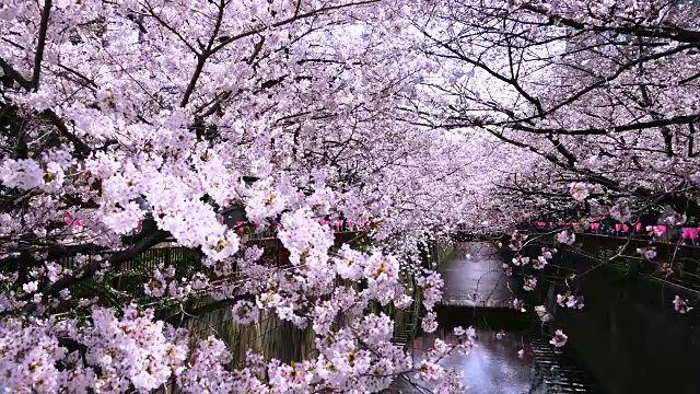 相机在目黑河两岸拍摄到了一排排樱花树，阳光照亮了这条河和樱花。河堤上挂着许多纸灯笼，被风吹动。视频素材