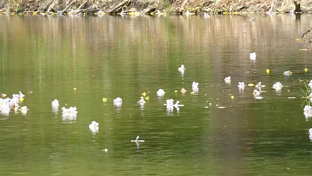 水污染视频素材