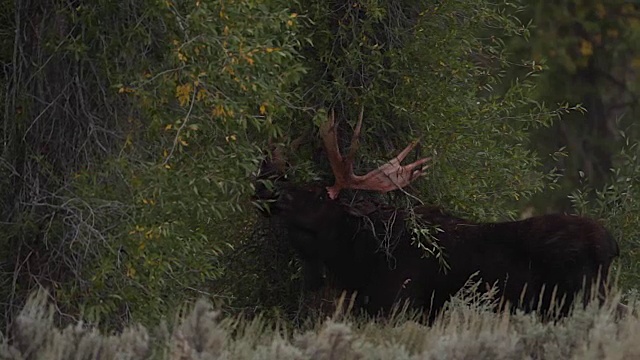 这是一只巨大的公驼鹿(Alces Alces)摩擦鹿角上的天鹅绒的照片视频素材