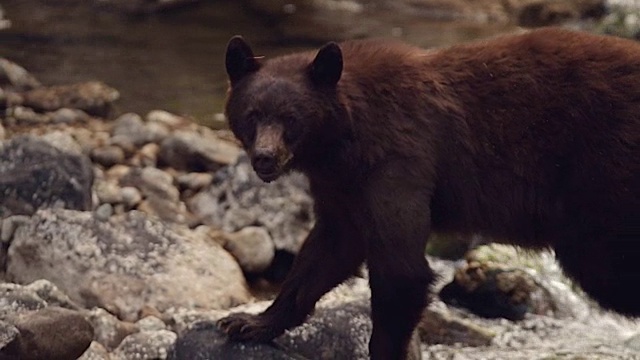 一只黑熊(Ursus americanus)正走过一条小溪(慢镜头)视频素材