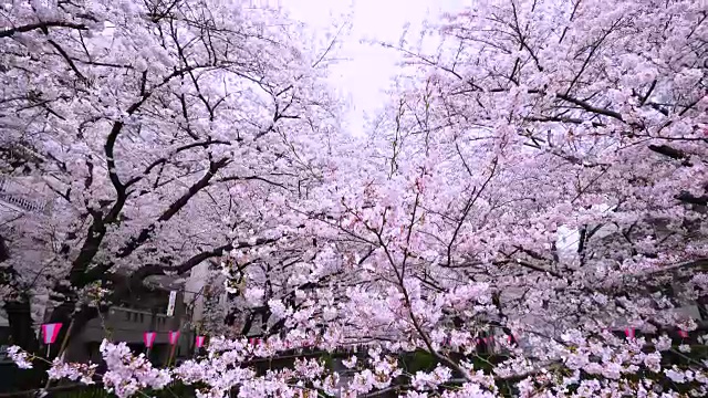 相机捕捉到了沿河两岸成排的樱花树，这些樱花树环绕着目黑河。视频素材