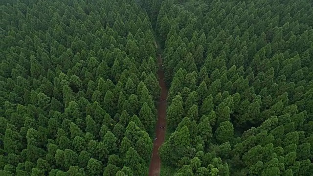 鸟瞰图Saryeonisupgil森林(著名旅游目的地)在济州岛视频素材