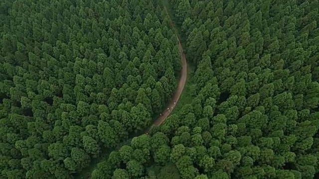 鸟瞰图Saryeonisupgil森林(著名旅游目的地)在济州岛视频素材