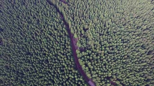 鸟瞰图Saryeonisupgil森林(著名旅游目的地)在济州岛视频素材