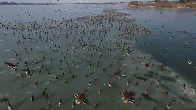 鸟瞰济州岛结冰的Juamho湖上的贝加尔湖蓝鲸群视频素材