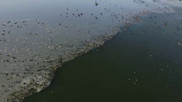 鸟瞰济州岛结冰的Juamho湖上的贝加尔湖蓝鲸群视频素材