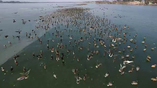 鸟瞰济州岛结冰的Juamho湖上的贝加尔湖蓝鲸群视频素材