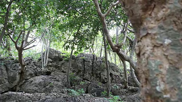 多莉拍摄森林视频素材