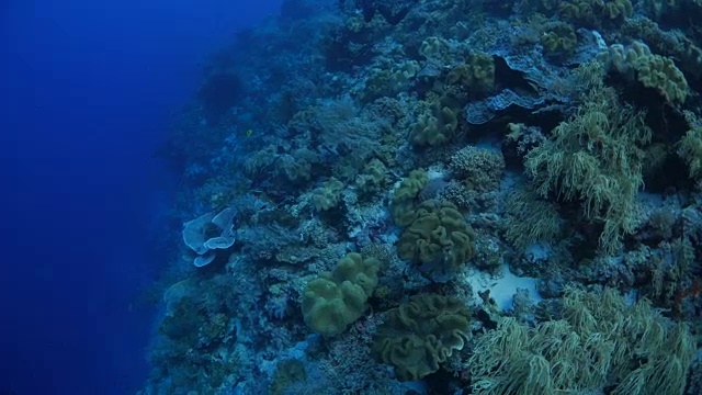 热带海洋中的海底珊瑚礁视频素材