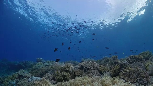 一群黑色触发鱼在暗礁中游泳视频素材