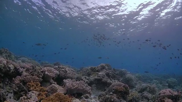 美丽的热带珊瑚礁海底景观视频素材