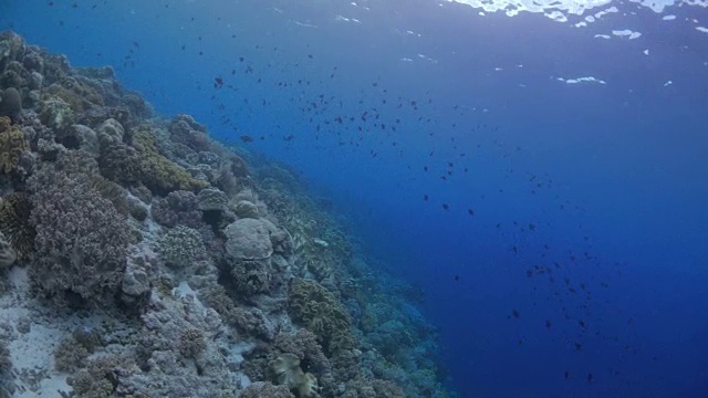 美丽的海底悬崖与珊瑚和Triggerfish视频素材