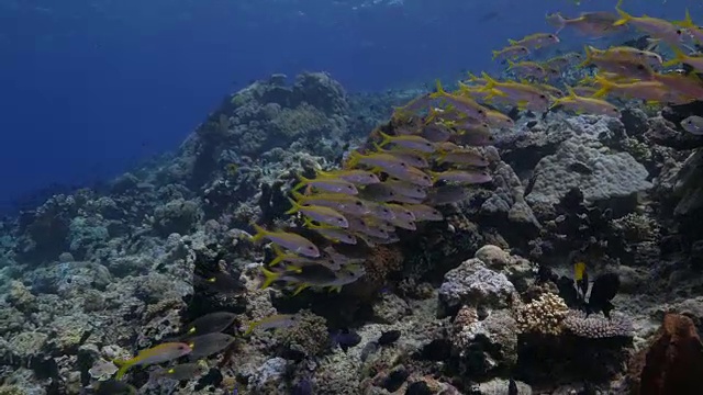 一群山羊鱼靠近潜水员视频素材