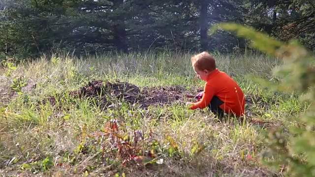 小男孩在山上的草地上剪野花的茎视频素材